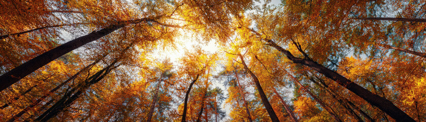 Fototapeta premium Beneath vibrant canopy of autumn leaves, sunlight filters through trees, creating warm and inviting atmosphere in forest. golden hues evoke sense of tranquility and wonder