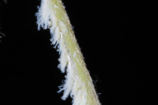 Buchenblattlaus, Phyllaphis fagi