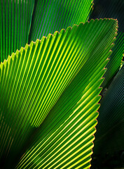 real fresh green leave texture for background, close up of leaf texture surface background with light and shadow.