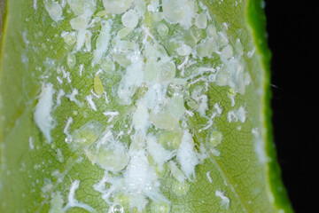 Buchenblattlaus, Phyllaphis fagi