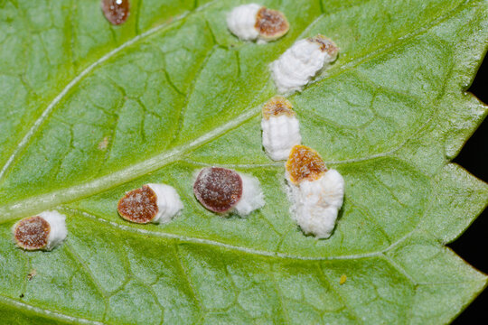 Hortensien-Wollschildlaus, Pulvinaria hydrangeae