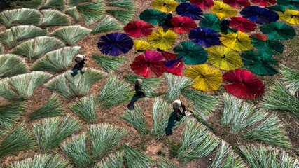 Drying sedge in the sedge growing area, raw material for weaving mats, the sedge has been dyed with...