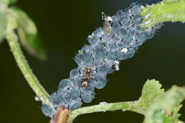 Schwarze Holunderblattlaus, Aphis sambuci