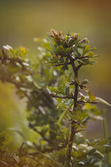 Field plants on a sunny day in June. Blurred background, close-up.