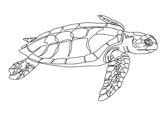 Elegant Leatherback Sea Turtle Continuous Line Art Illustration