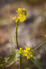 Field plants on a sunny day in June. Blurred background, close-up.