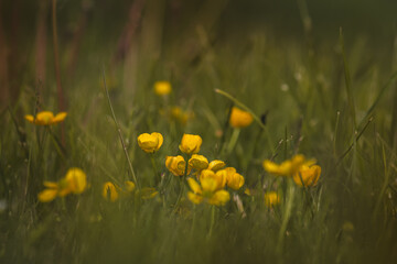 Field plants on a sunny day in June. Blurred background, close-up.