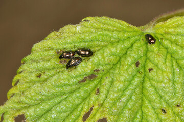 Hopfen-Erdfloh,  Psylliodes attenuatus