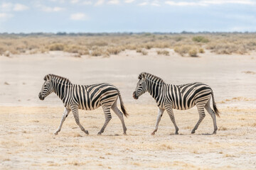 the famous zebra namibia africa massai mara wild life safari concept la famosa cebra namibia áfrica concepto