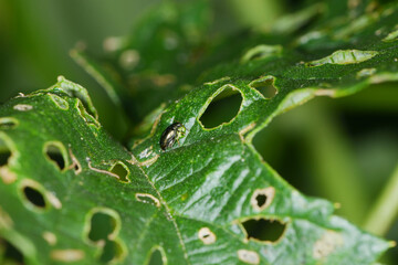 Hopfen-Erdfloh,  Psylliodes attenuatus