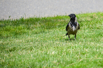 Crow on the ground. City crow standing in the grass. Wild birds in the wild