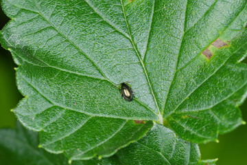 Hopfen-Erdfloh,  Psylliodes attenuatus