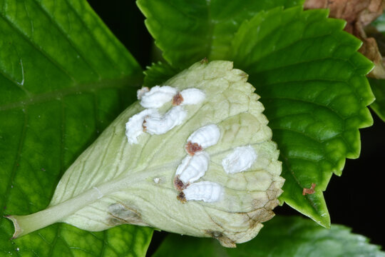 Hortensien-Wollschildlaus, Pulvinaria hydrangeae