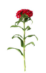 Single red Sweet William flower isolated on white background..
