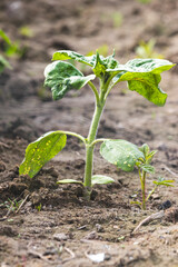 Field plants on a sunny day in June. Blurred background, close-up.