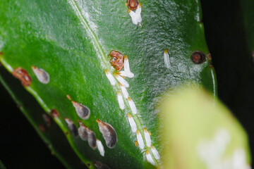  Kommaschildlaus, Lepidosaphes ulmi