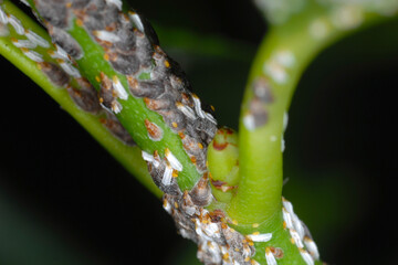  Kommaschildlaus, Lepidosaphes ulmi