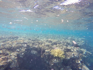 underwater look at coral reef egypt 