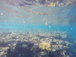 underwater look at coral reef egypt 