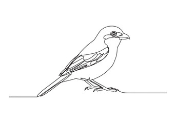Elegant shrike bird illustration in continuous oneline drawing s