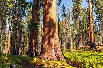 Fototapeta premium Bright sunny day in Sequoia Park