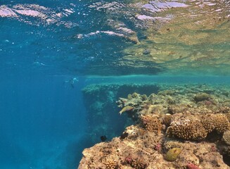 underwater look at coral reef egypt 
