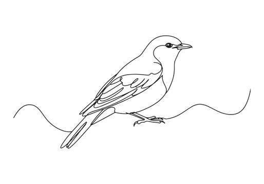 Elegant nightingale perched on a branch, continuous line drawing
