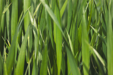 Field plants on a sunny day in June. Blurred background, close-up.