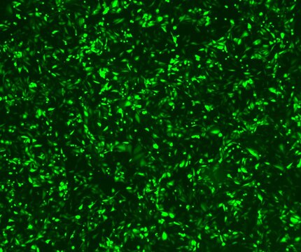 GFP-expressing cells