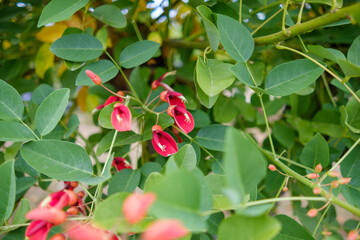 アメリカデイゴの花クローズアップ
