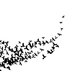 a flock of birds flying