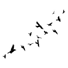 flocks of birds flew overhead