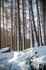 Beautiful winter landscape covered of snow 