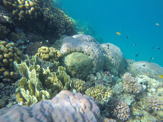 underwater look at coral reef egypt 