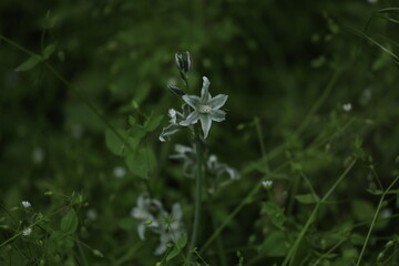Small green wild flowers of ornithogalum in the grass