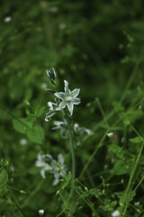 Small green wild flowers of ornithogalum in the grass