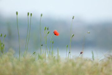 Small wild red poppies in green grass on the wild field 