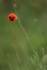 Small wild red poppies in green grass on the wild field 