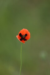 Small wild red poppies in green grass on the wild field 