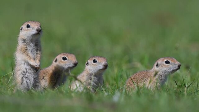 Cute, funny squirrels sitting on green grass and watching their surroundings. Anatolian Souslik-Ground Squirrel, Spermophilus xanthoprymnus.