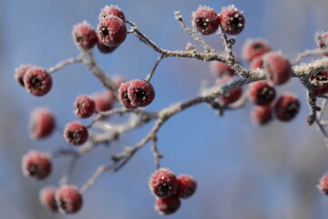 Frosted berries on the branch in winter garden