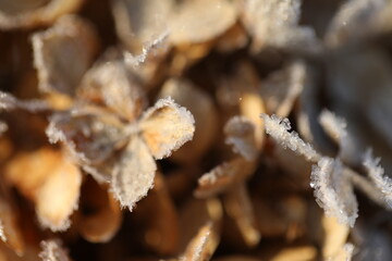 Dry hydrangea flowers with snow close up