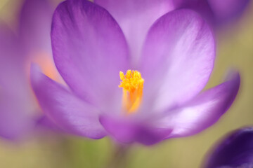 Small violet flowers of crocus in the green grass