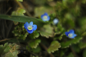 Small blue flowers of veronica persica in the grass 