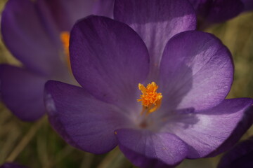 Small violet flowers of crocus in the green grass
