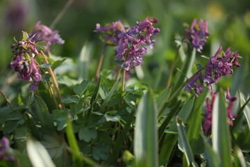 Small violet flowers of corydalis in the green grass