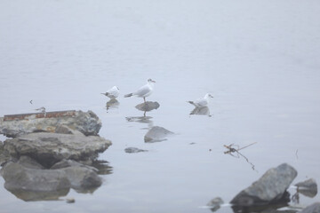 Seagulls sitting on the stones in water in foggy day