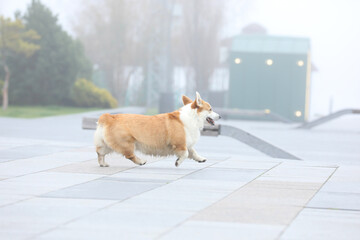 Pembroke welsh corgi walking in the city