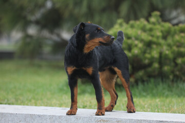 Beautiful young jagdterrier walking in the park