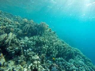 underwater look at coral reef egypt 